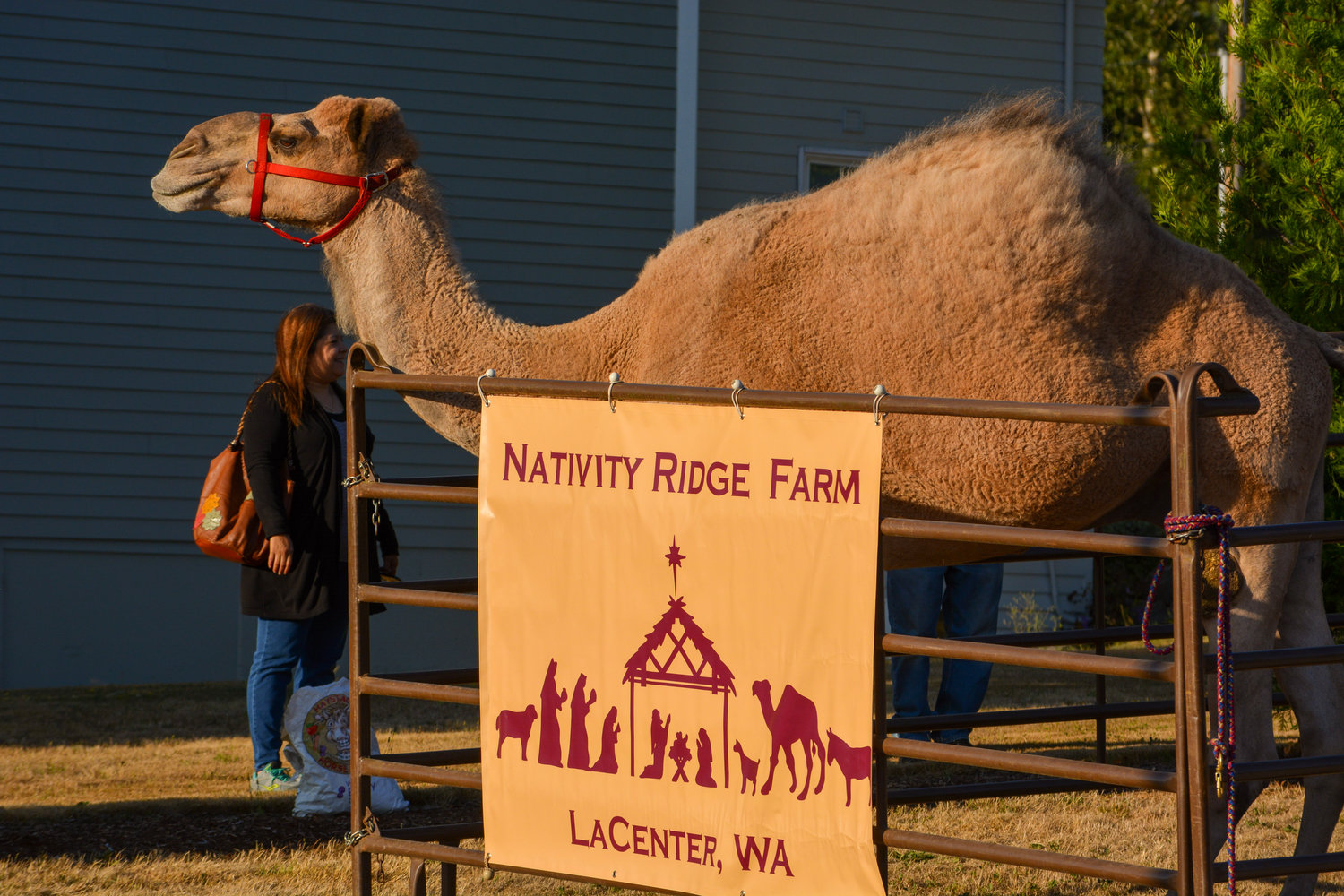 Nativity Ridge Farm brought along some special guests including Curly the Camel for the Jeremy Duggins Welcome Home event on Monday night, Aug. 23 in Hockinson.